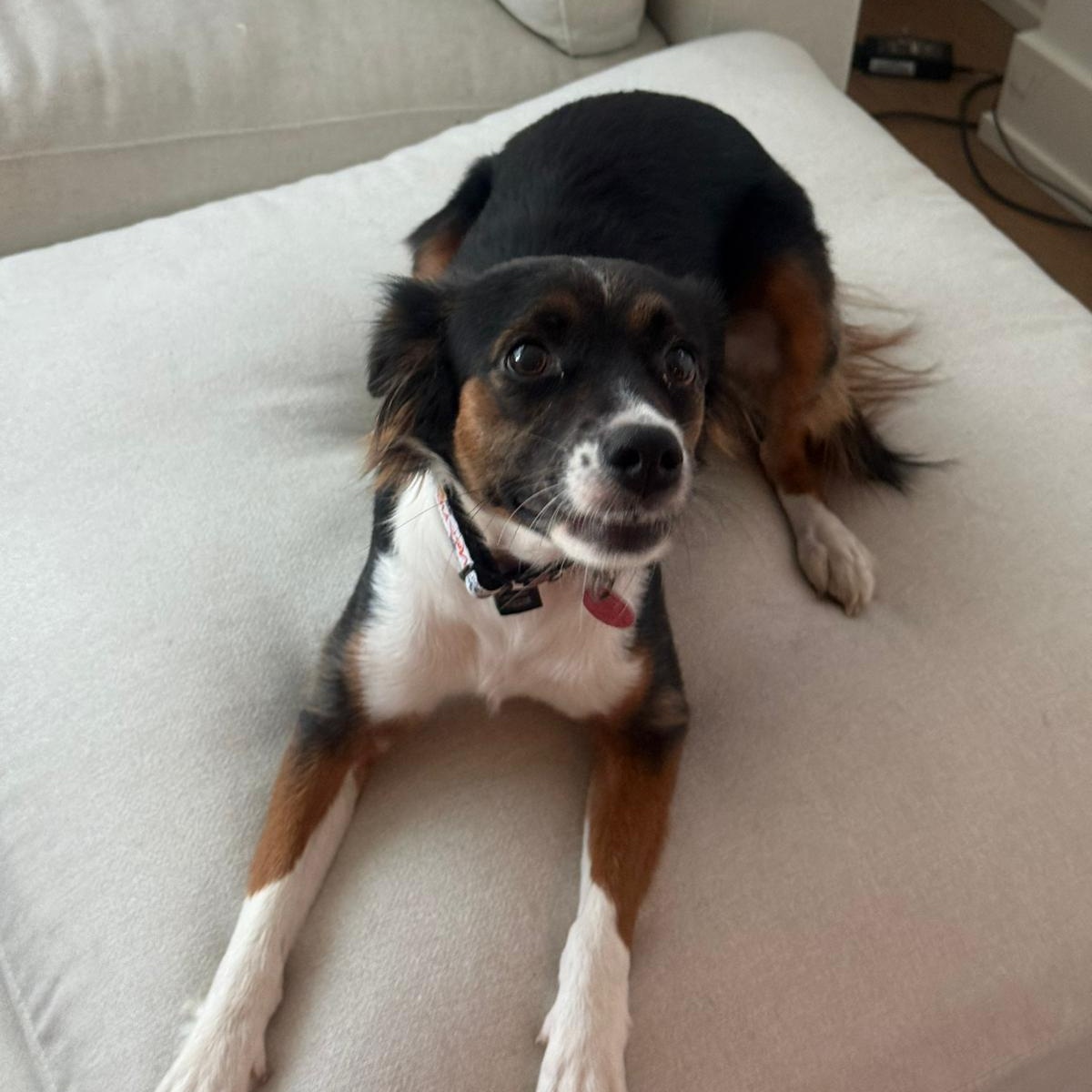 Enlarge Valentina, an adopted mixed breed in Williamsburg, ON image 3/6