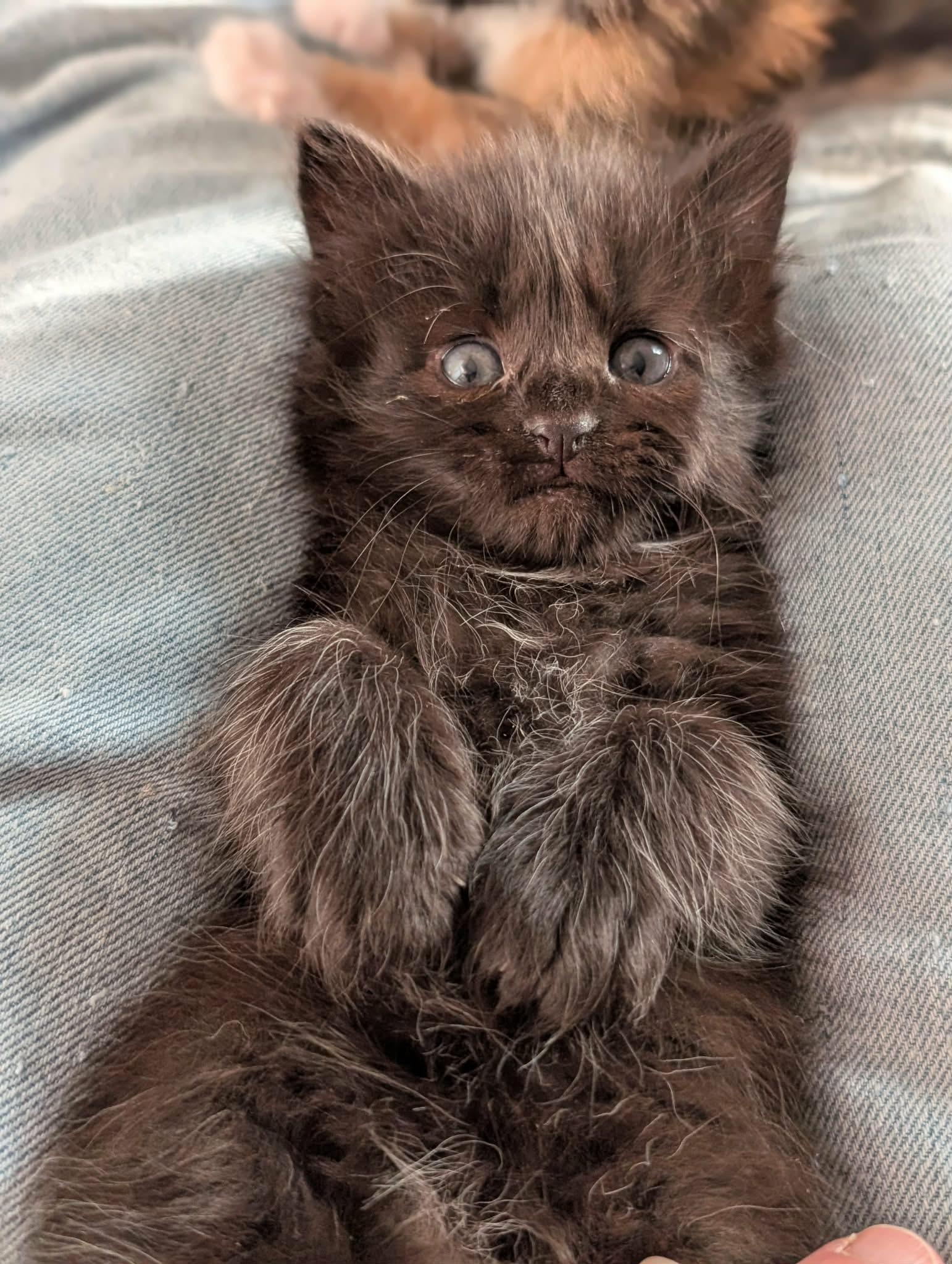 Wolfy, adopted, Kitten Male Domestic Long Hair.