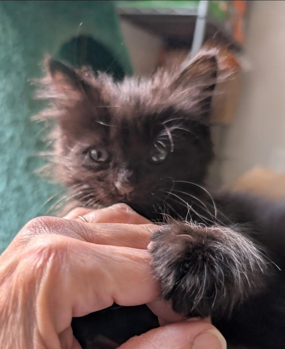 Enlarge Wolfy, an adopted Domestic Long Hair in Granite Falls, NC image 6/6