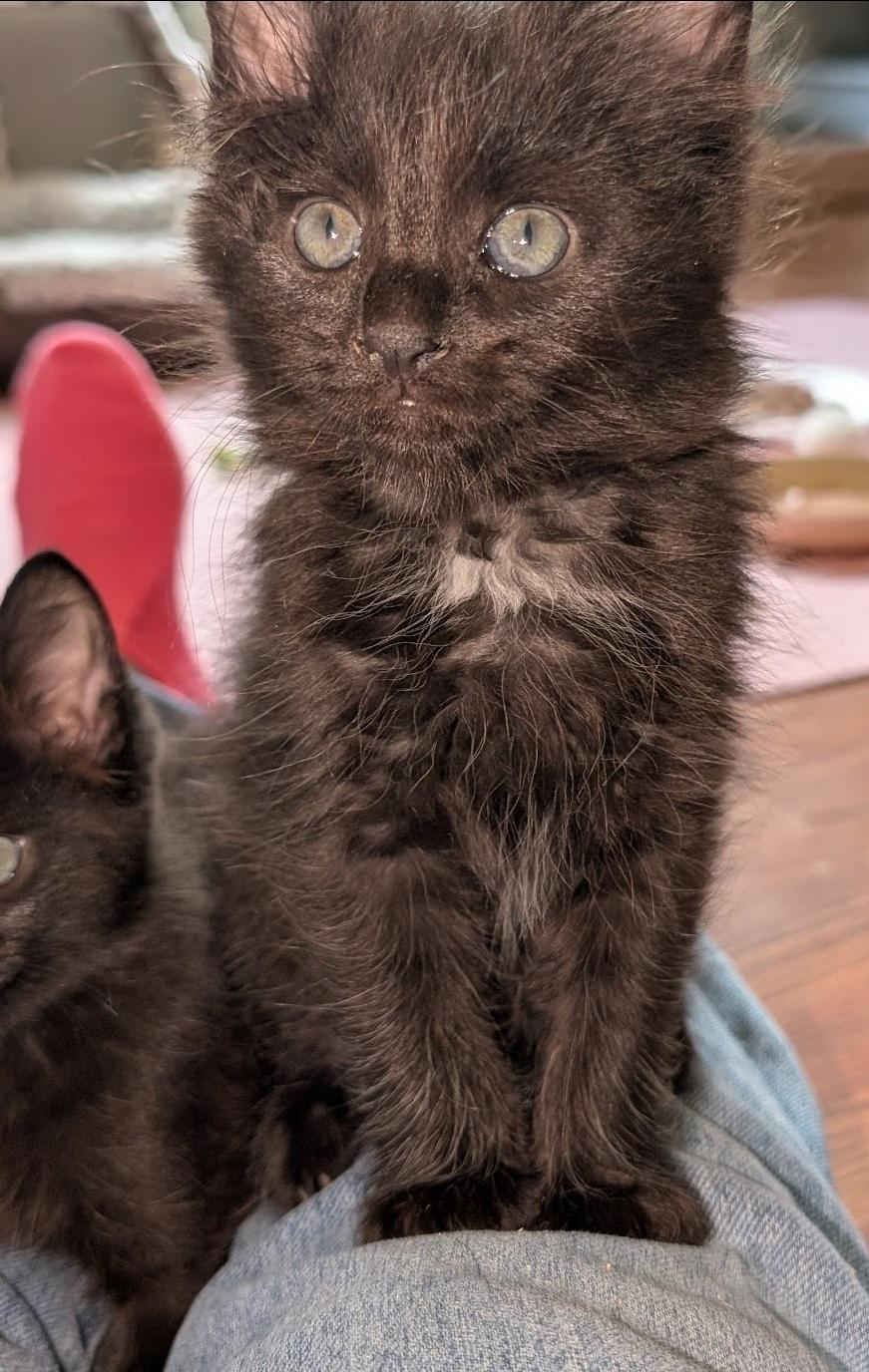 Enlarge Wolfy, an adopted Domestic Long Hair in Granite Falls, NC image 5/6