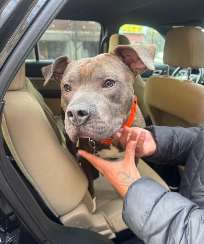 Enlarge Cass, a Adopted American Bully in Chicago, IL image 2/2