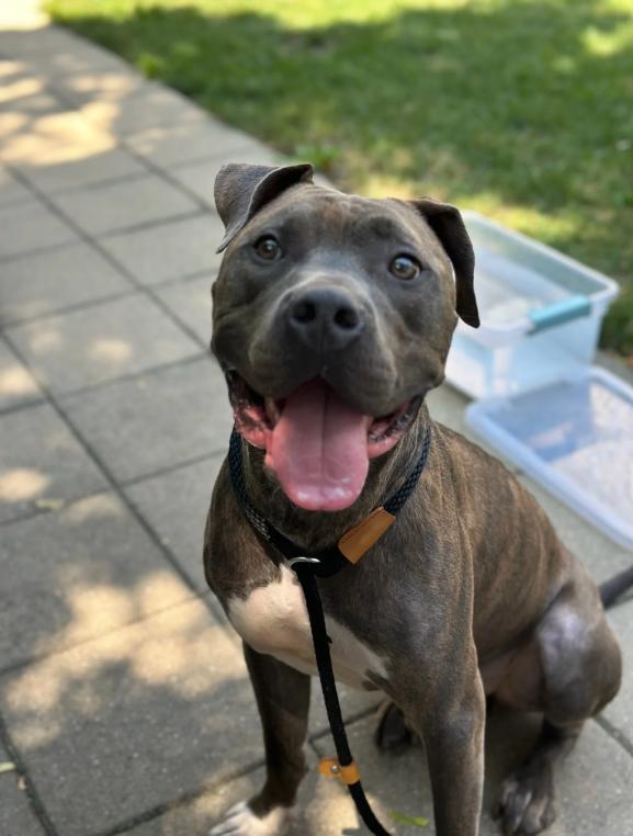 Cass, Adopted, Young Male American Bully.