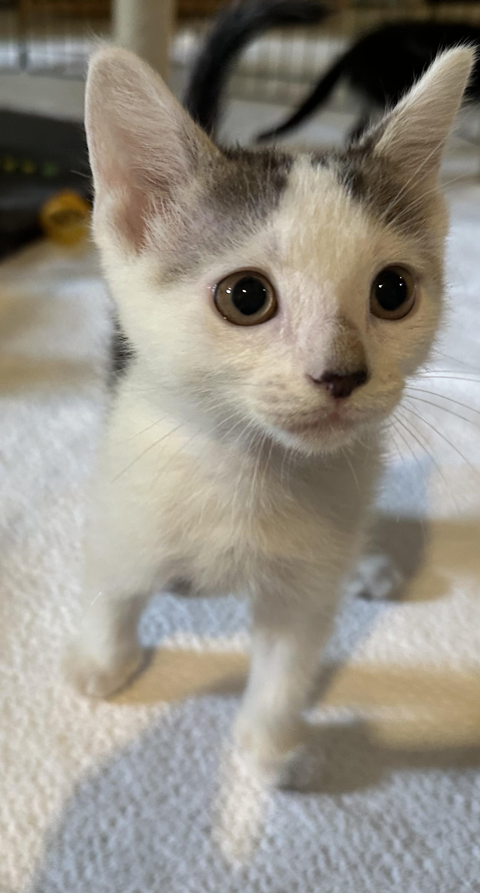 Henry, Adopted, Kitten Male Domestic Short Hair.