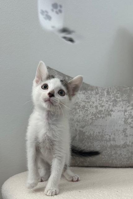 Henry, a Adopted Domestic Short Hair in Stamford, CT image 2/5