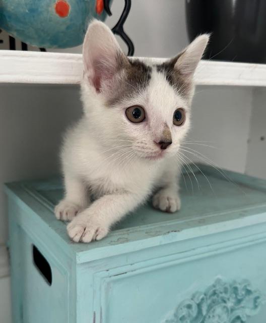 Henry, a Adopted Domestic Short Hair in Stamford, CT image 3/5