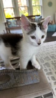 Henry, a Adopted Domestic Short Hair in Stamford, CT image 5/5