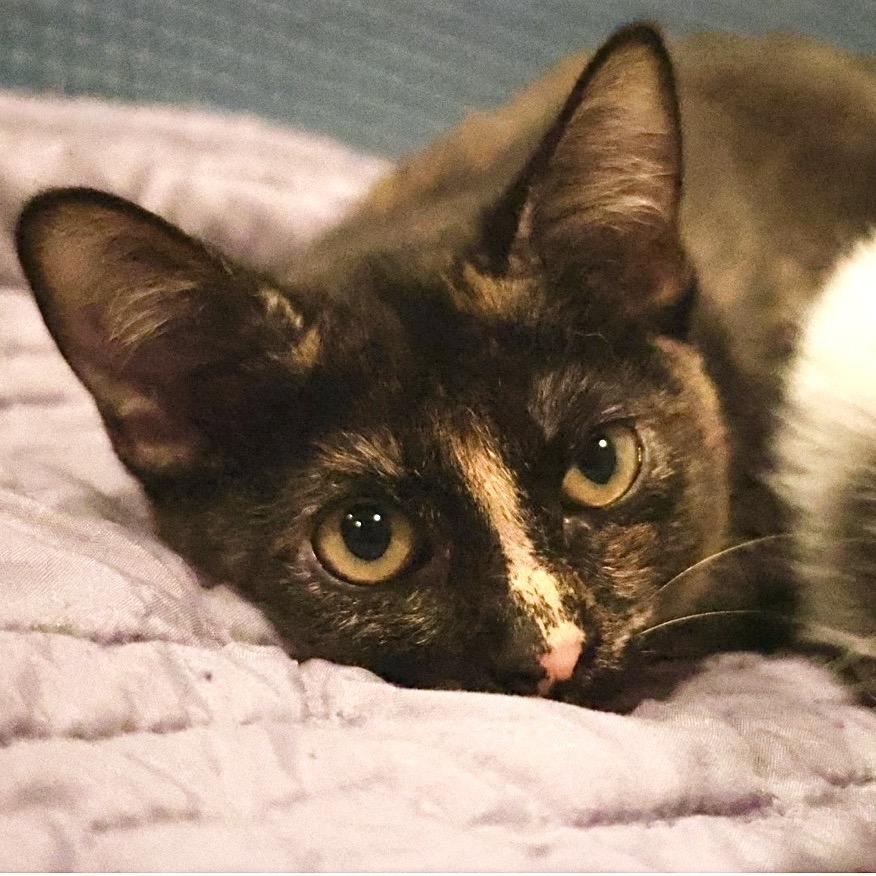 Figgy, Adoptable, Young Female Domestic Short Hair.