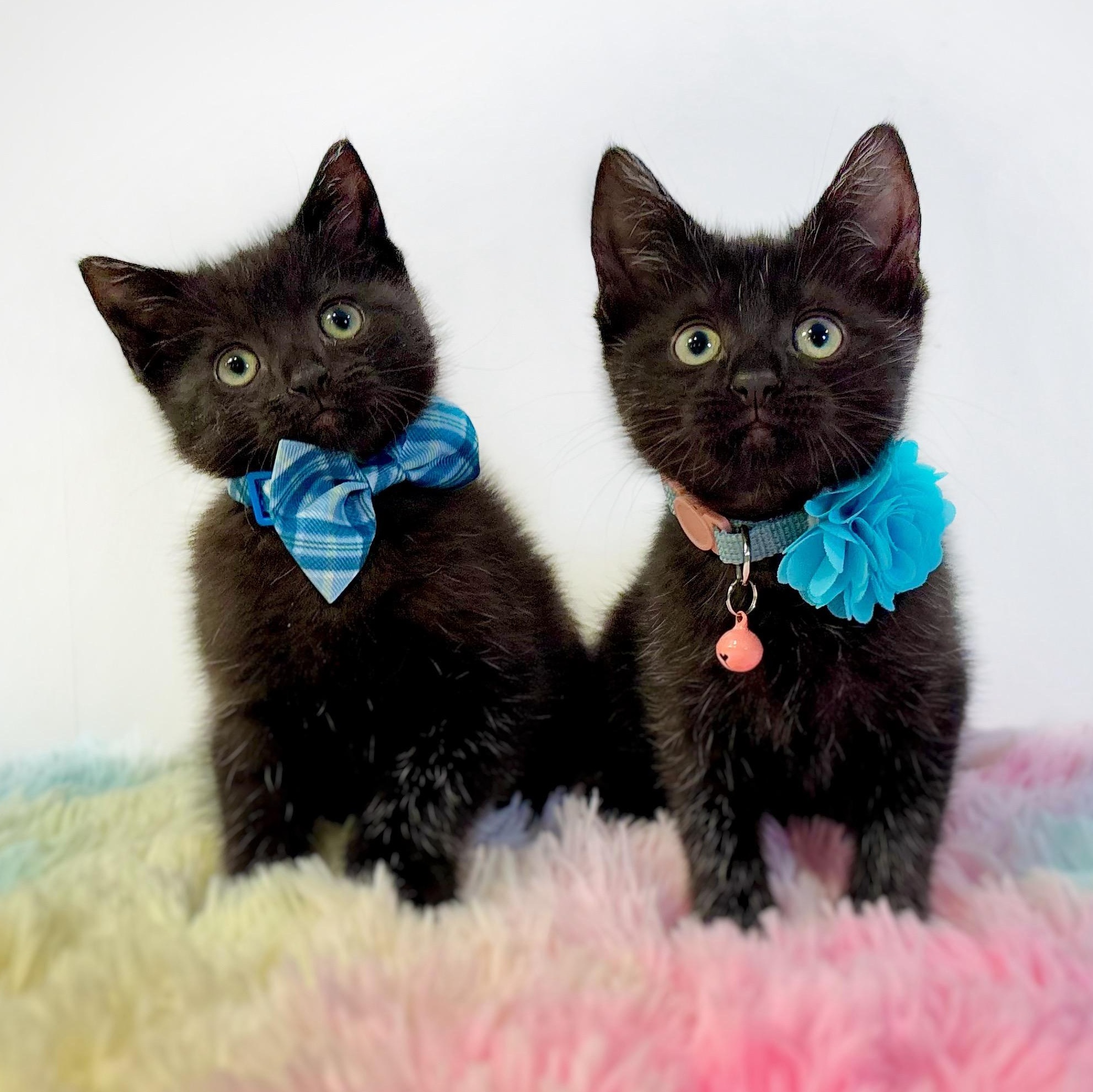 Swampy and Puddles (Bonded Pair), adopted, Kitten Female Domestic Short Hair.