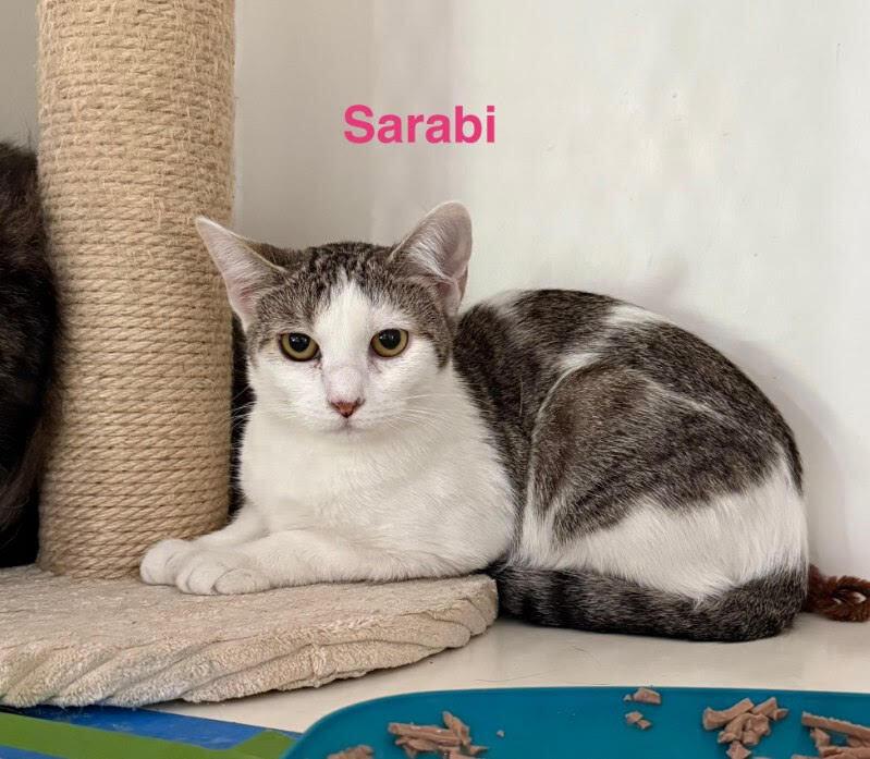 Sarabi, Adoptable, Young Female Domestic Short Hair.