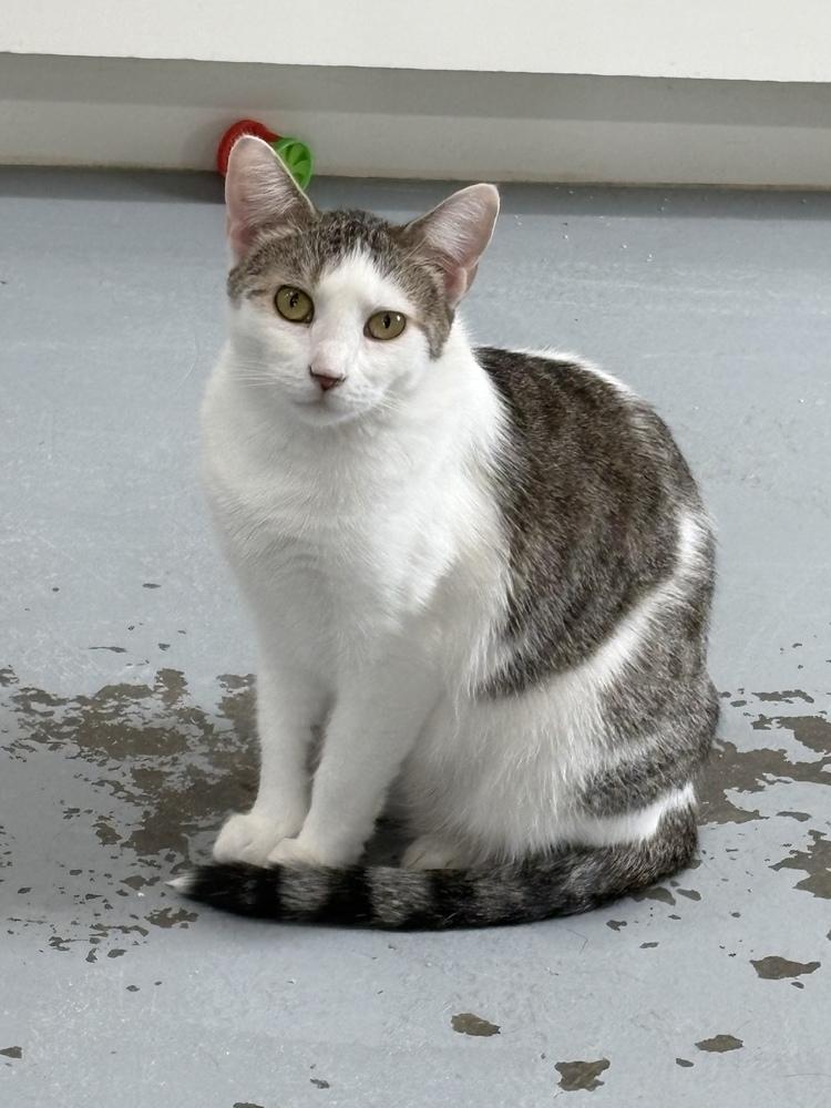 Enlarge Sarabi, a Adoptable Domestic Short Hair in San Leon, TX image 2/4