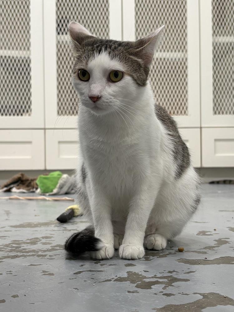 Enlarge Sarabi, a Adoptable Domestic Short Hair in San Leon, TX image 3/4