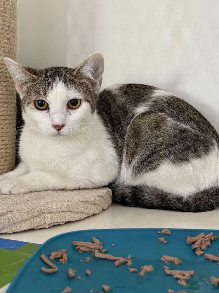 Enlarge Sarabi, a Adoptable Domestic Short Hair in San Leon, TX image 2/2