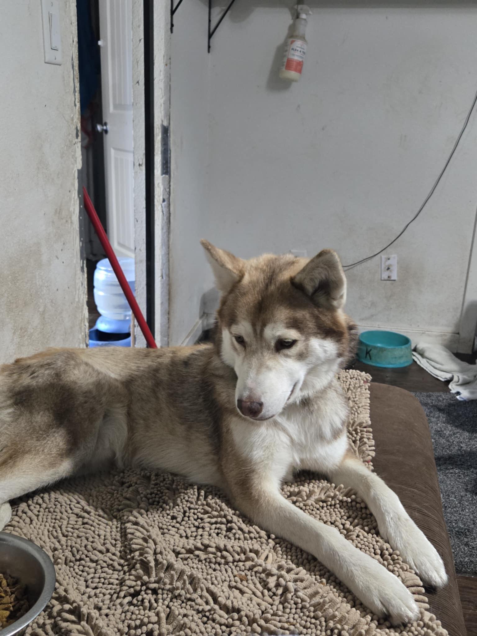 Red, Adoptable, Adult Male Husky.