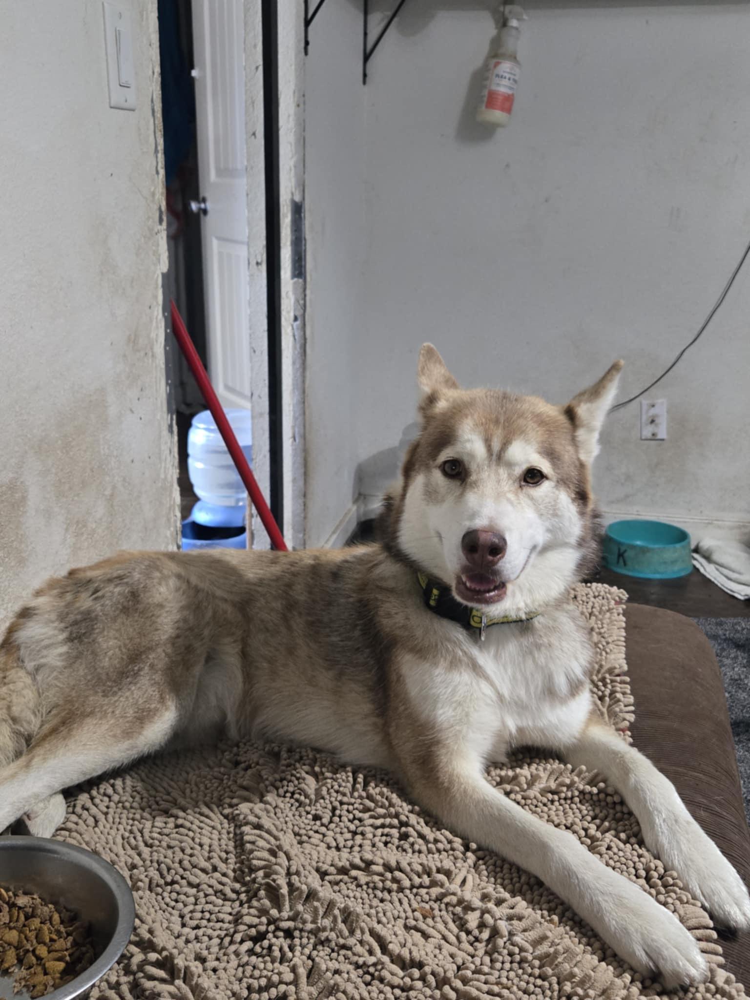 Red, a Adoptable mixed breed in Sheridan, OR image 2/4