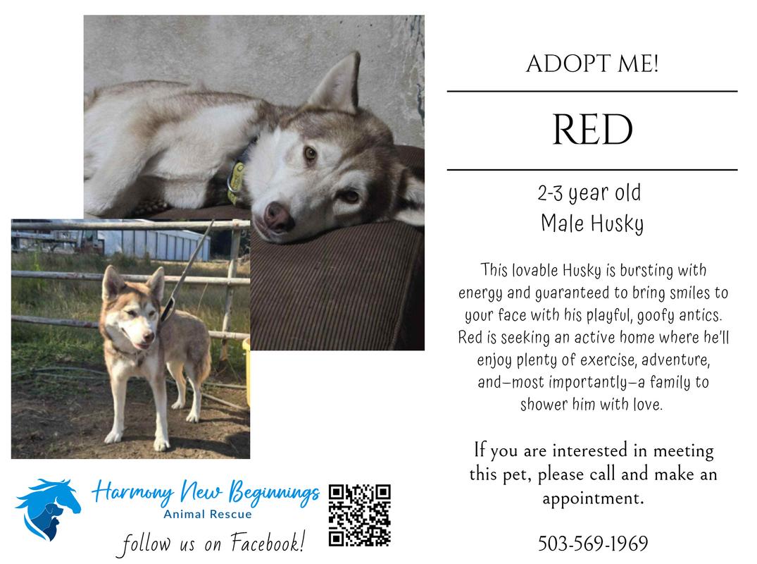 Enlarge Red, a Adoptable mixed breed in Sheridan, OR image 2/5