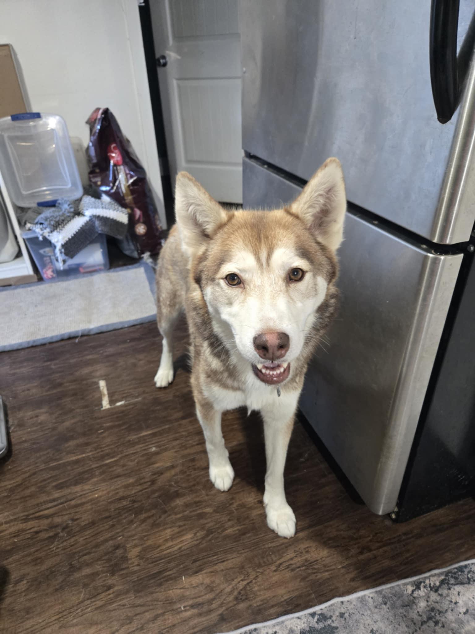 Red, a Adoptable mixed breed in Sheridan, OR image 3/4