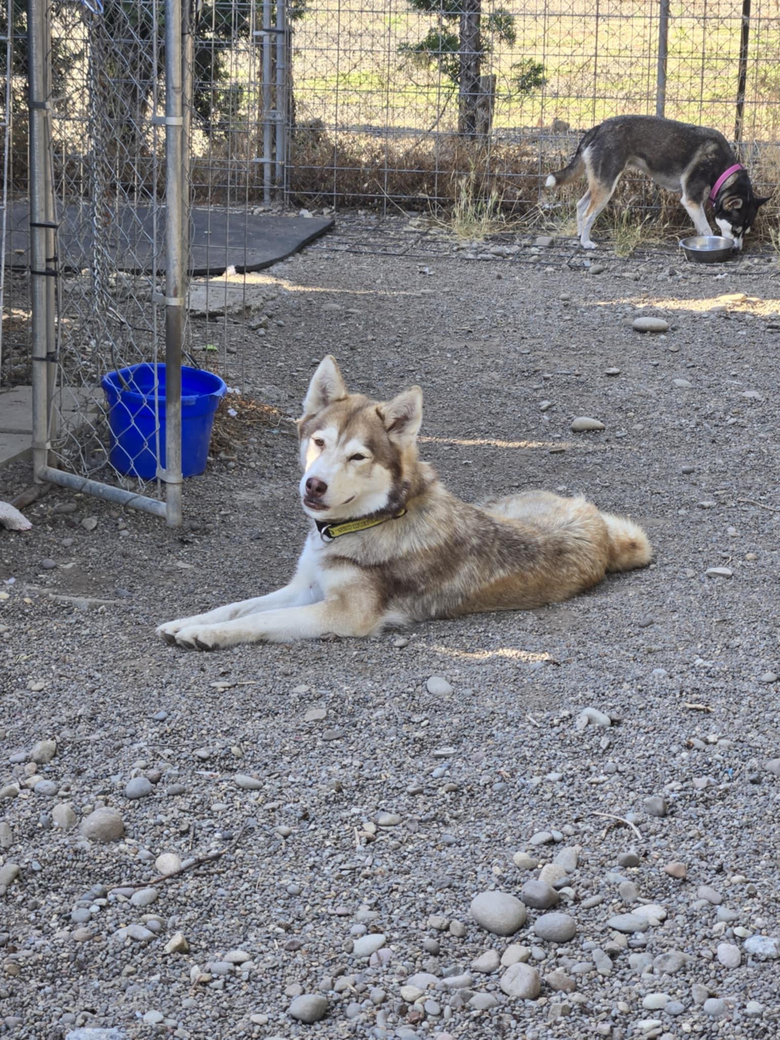 Red, a Adoptable mixed breed in Sheridan, OR image 4/4