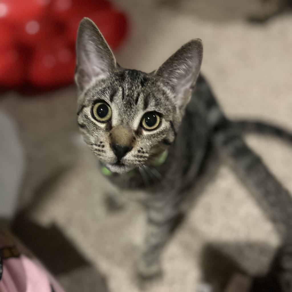 Zack, Adoptable, Adult Male Domestic Short Hair.