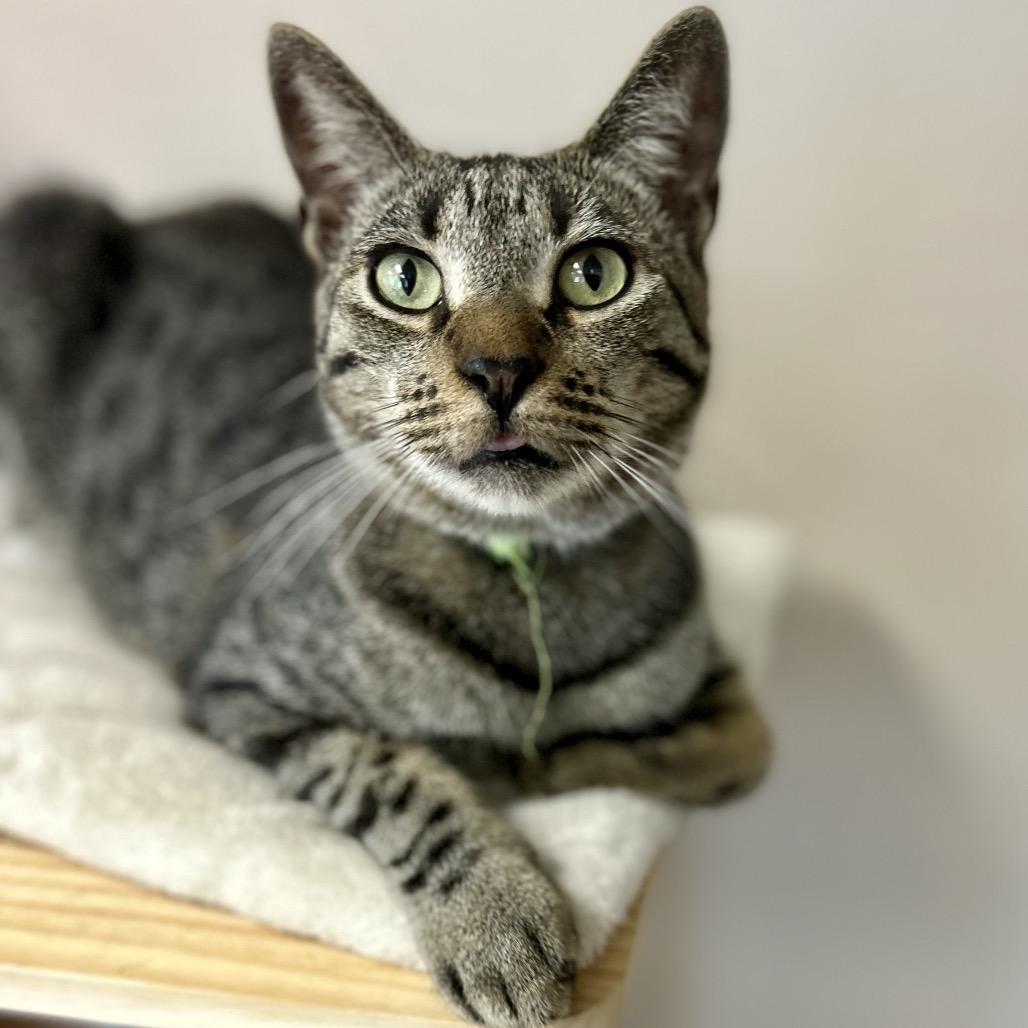 Enlarge Zack, a Adoptable Domestic Short Hair in Philadelphia, PA image 2/4