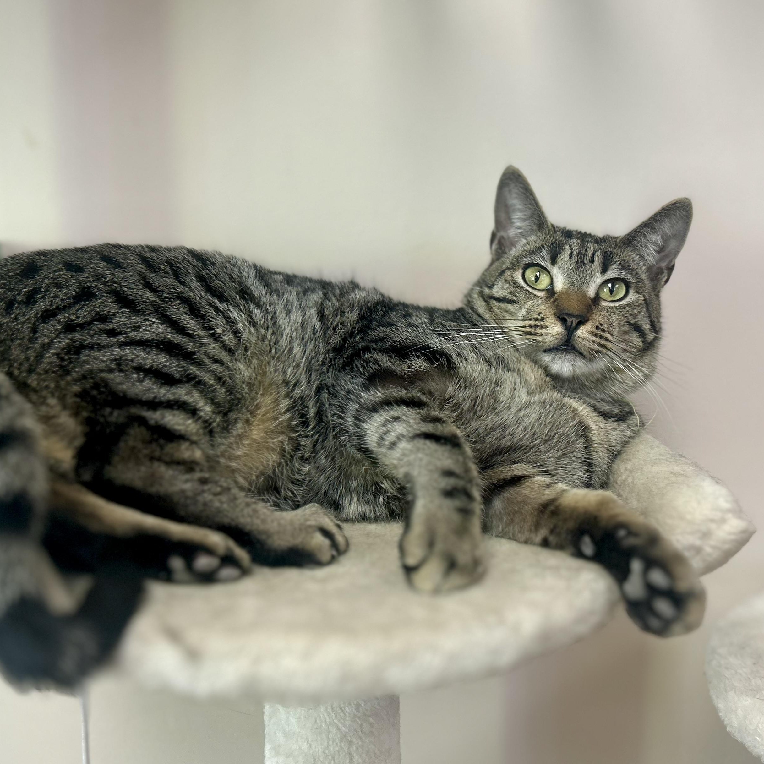 Zack, a Adoptable Domestic Short Hair in Philadelphia, PA image 4/8