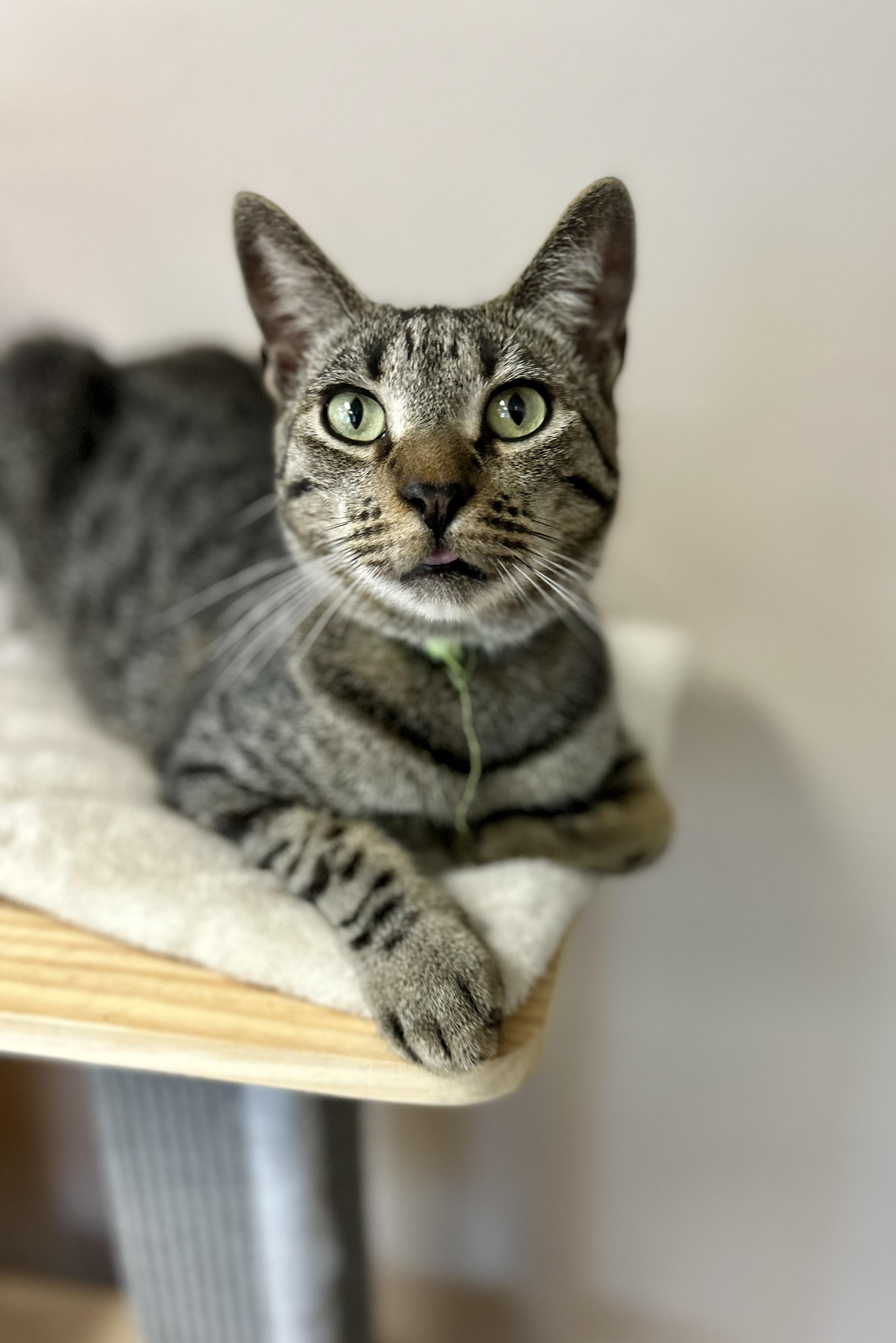 Zack, a Adoptable Domestic Short Hair in Philadelphia, PA image 1/8