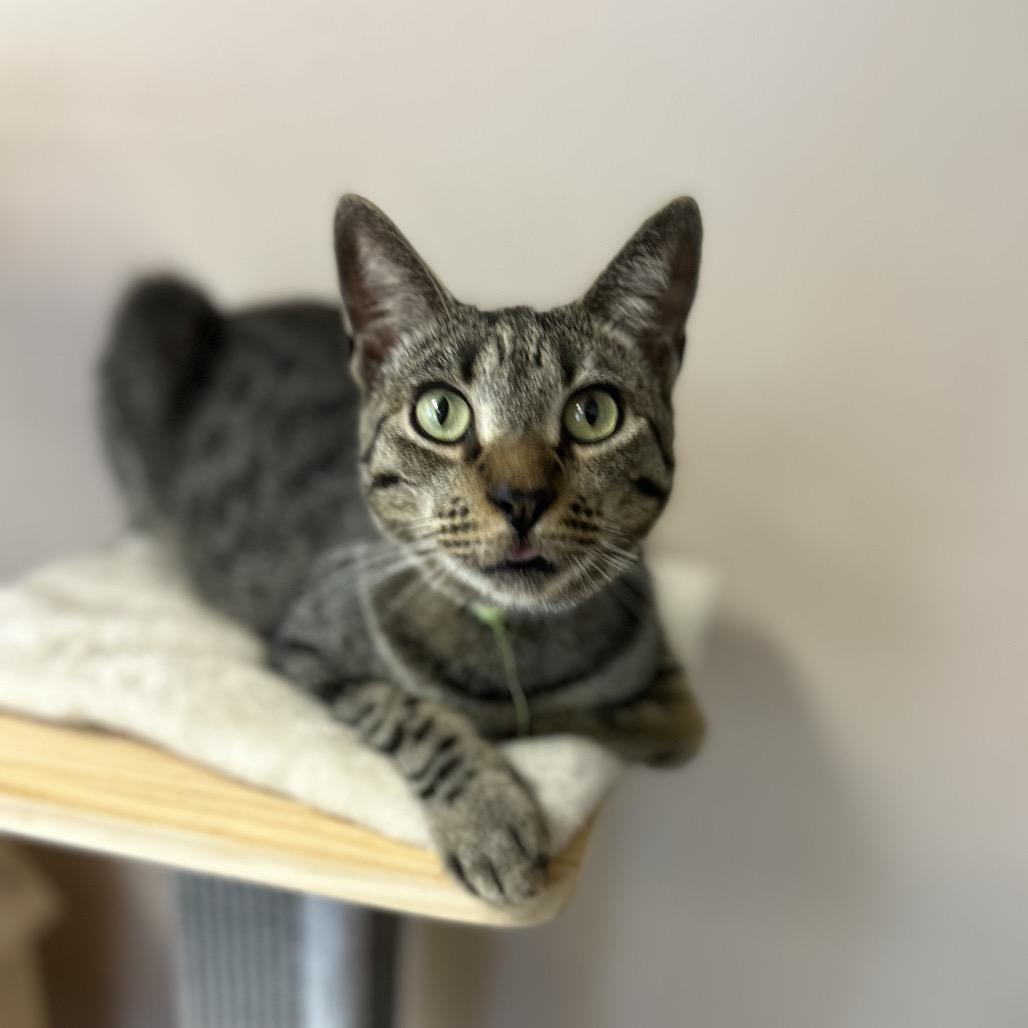 Enlarge Zack, a Adoptable Domestic Short Hair in Philadelphia, PA image 2/4