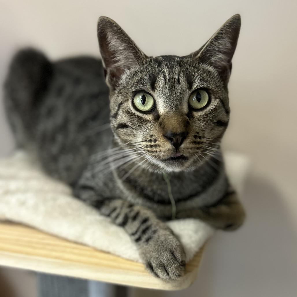 Enlarge Zack, a Adoptable Domestic Short Hair in Philadelphia, PA image 3/4