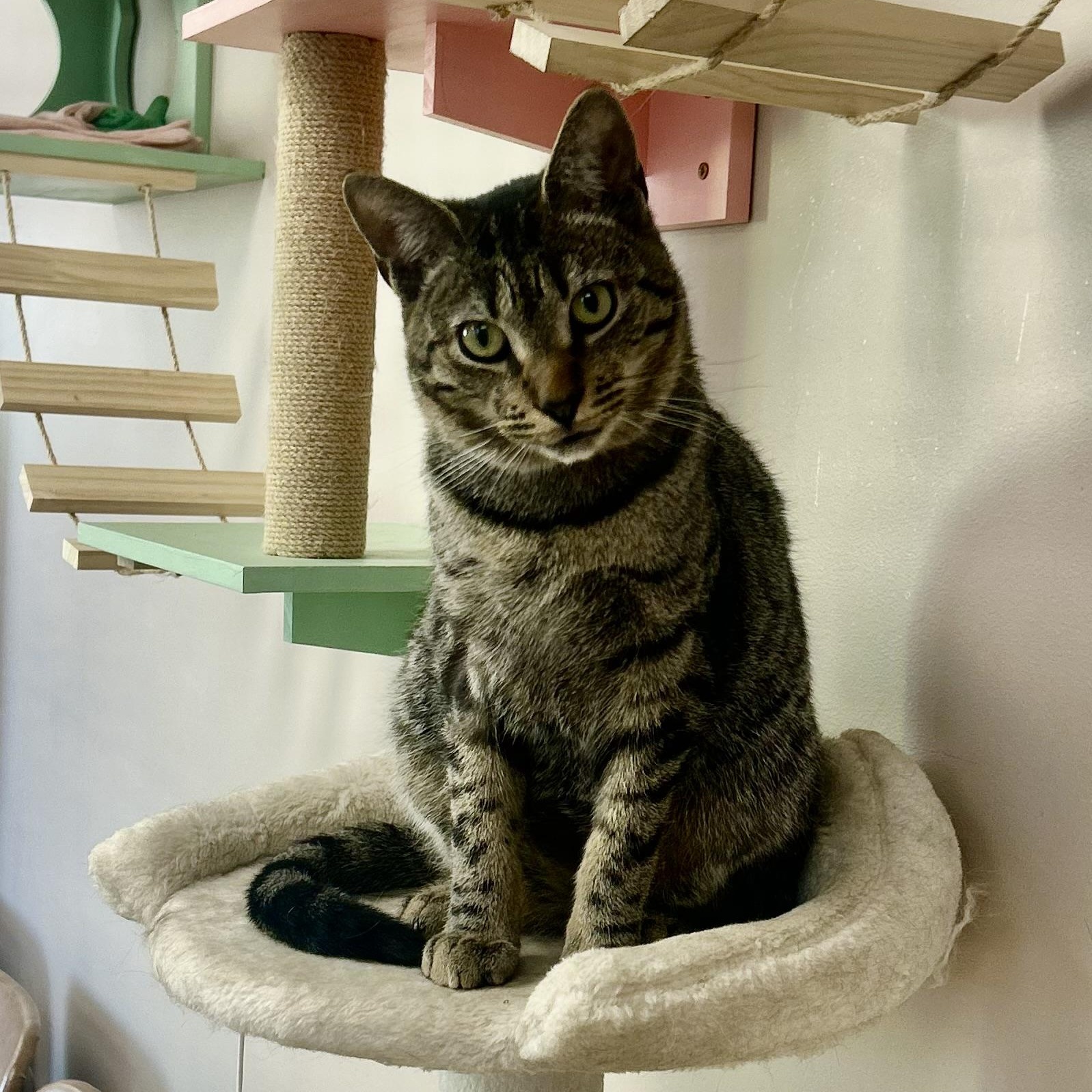 Zack, a Adoptable Domestic Short Hair in Philadelphia, PA image 6/8