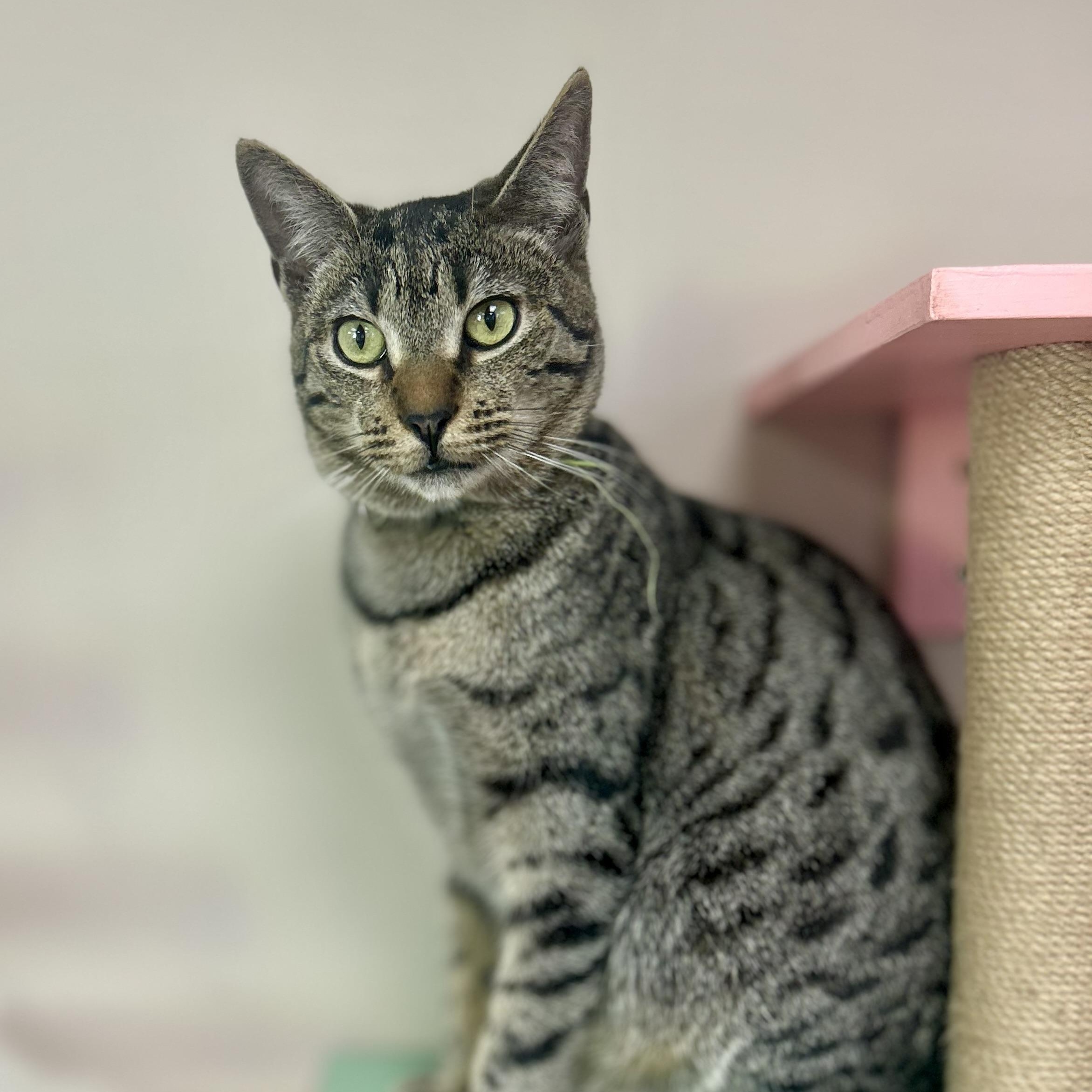 Zack, a Adoptable Domestic Short Hair in Philadelphia, PA image 2/8