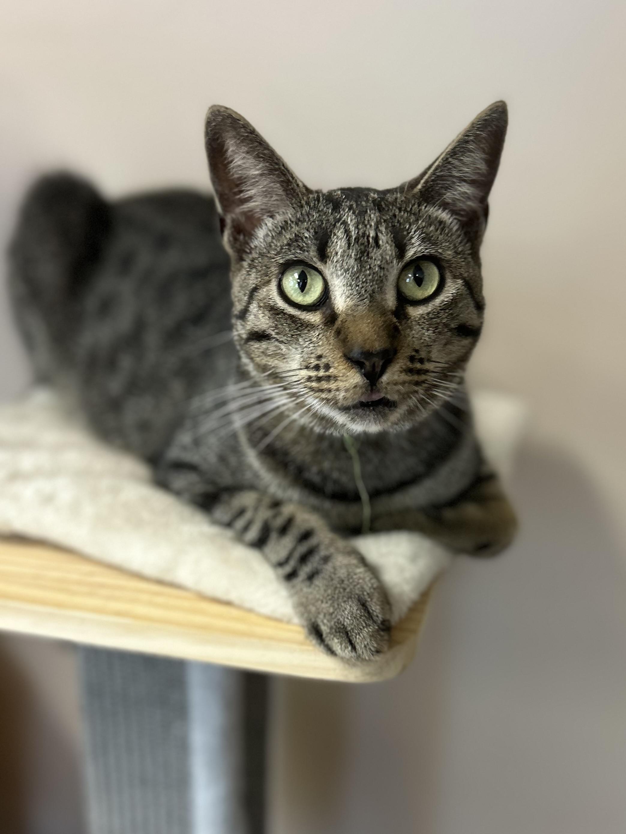 Zack, a Adoptable Domestic Short Hair in Philadelphia, PA image 3/8