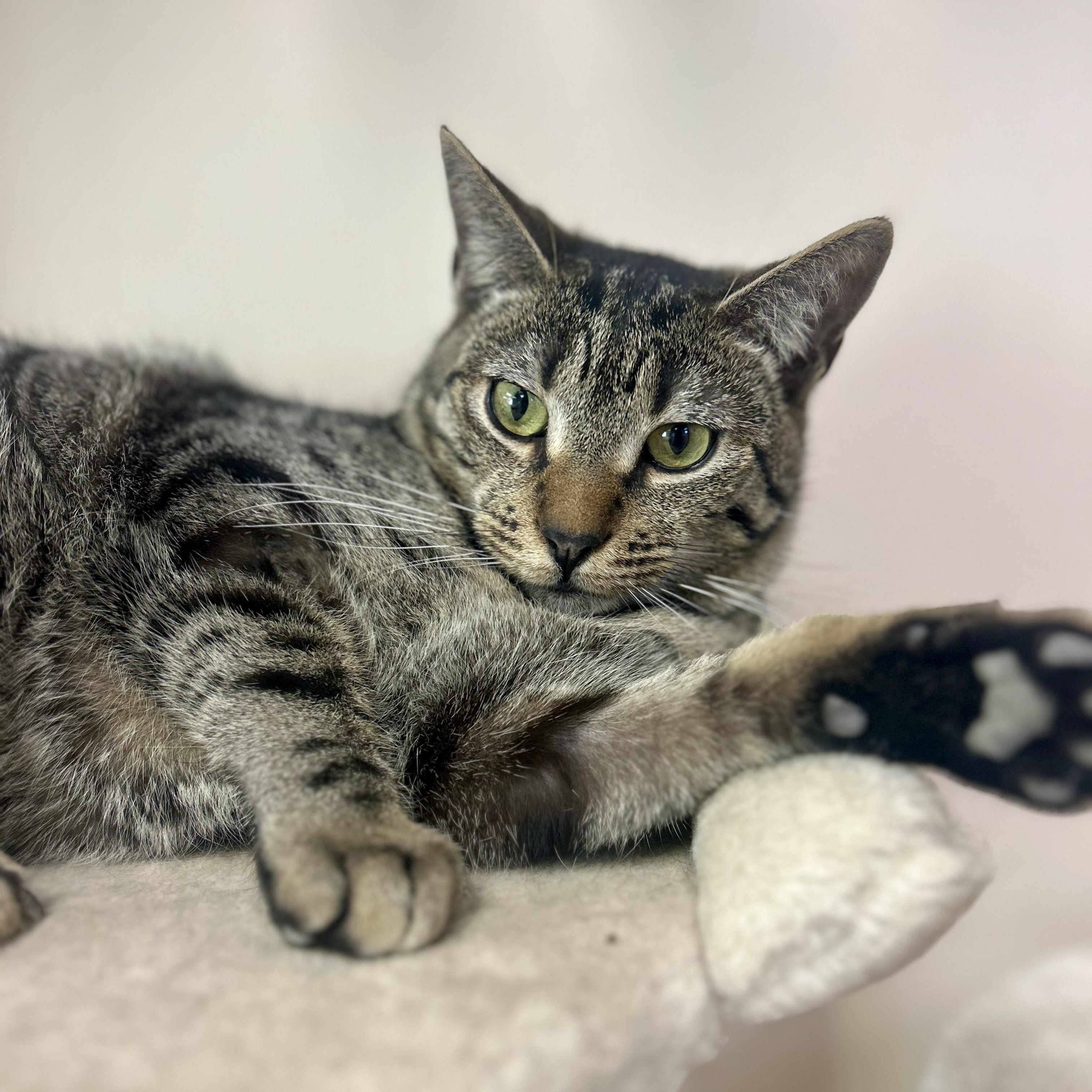 Enlarge Zack, a Adoptable Domestic Short Hair in Philadelphia, PA image 8/8