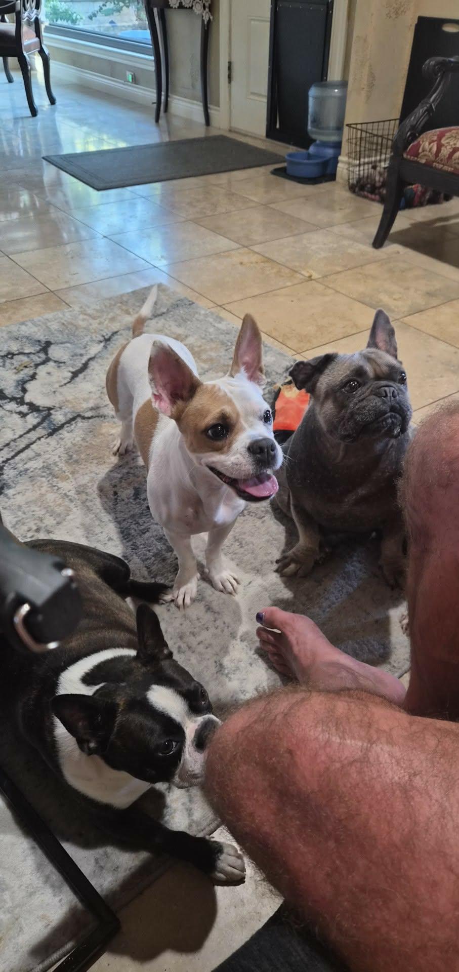 Coco, Adoptable, Young Female Boston Terrier.