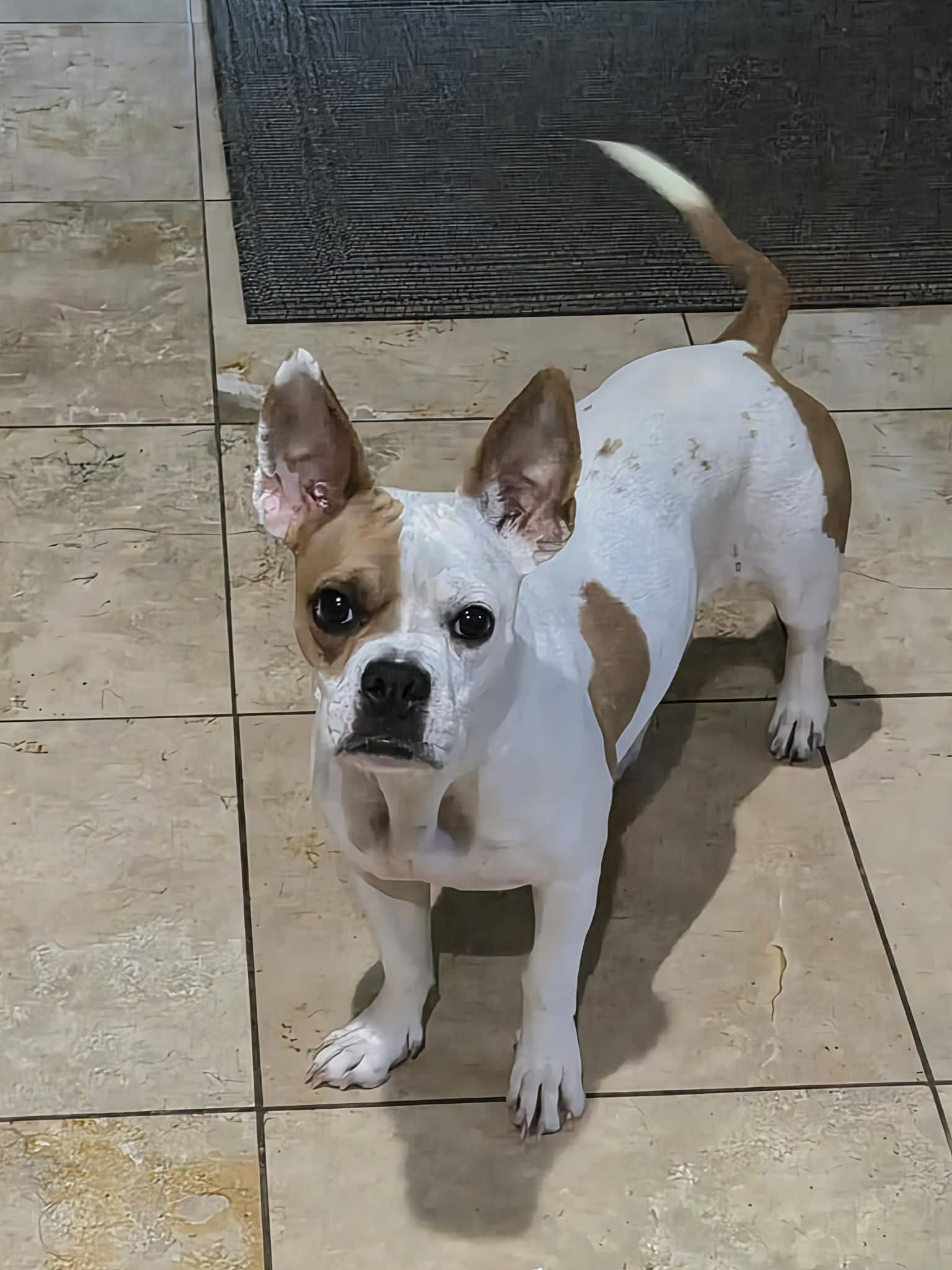 Enlarge Coco, a Adoptable Boston Terrier in Gainesville, TX image 2/3