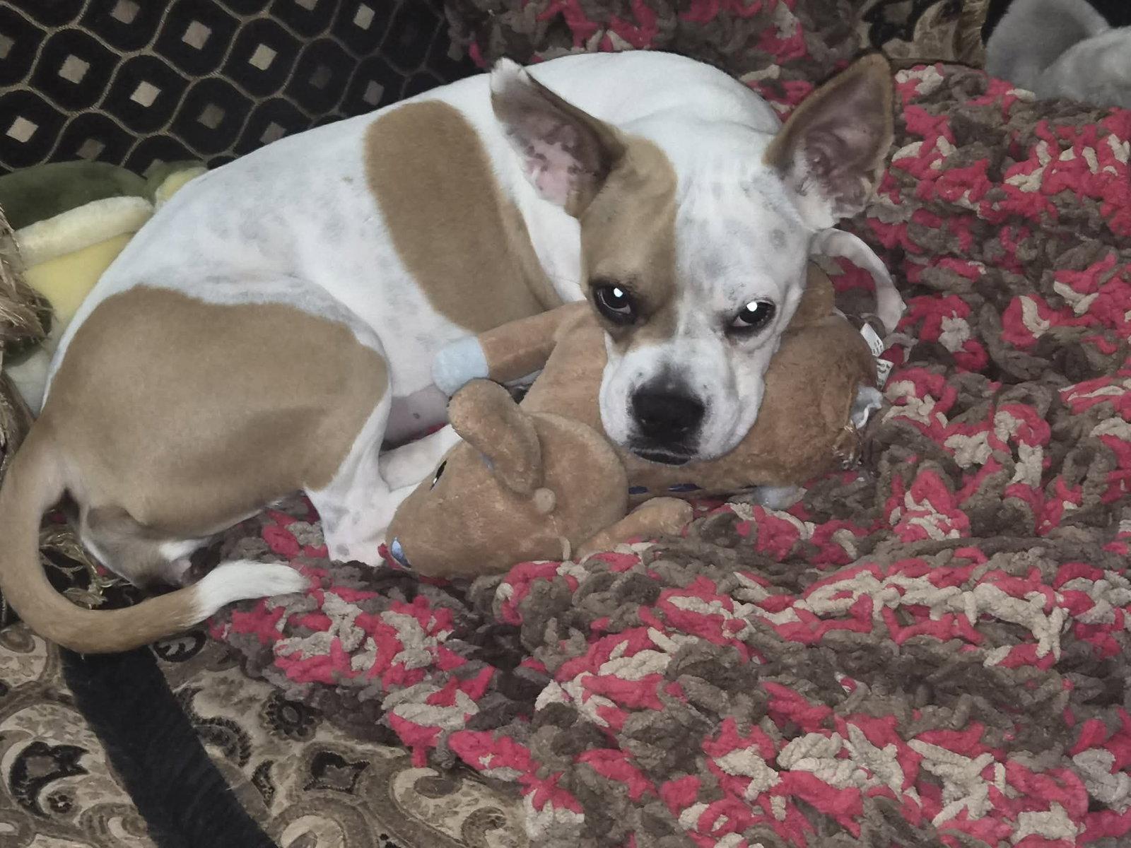 Enlarge Coco, a Adoptable Boston Terrier in Gainesville, TX image 3/3