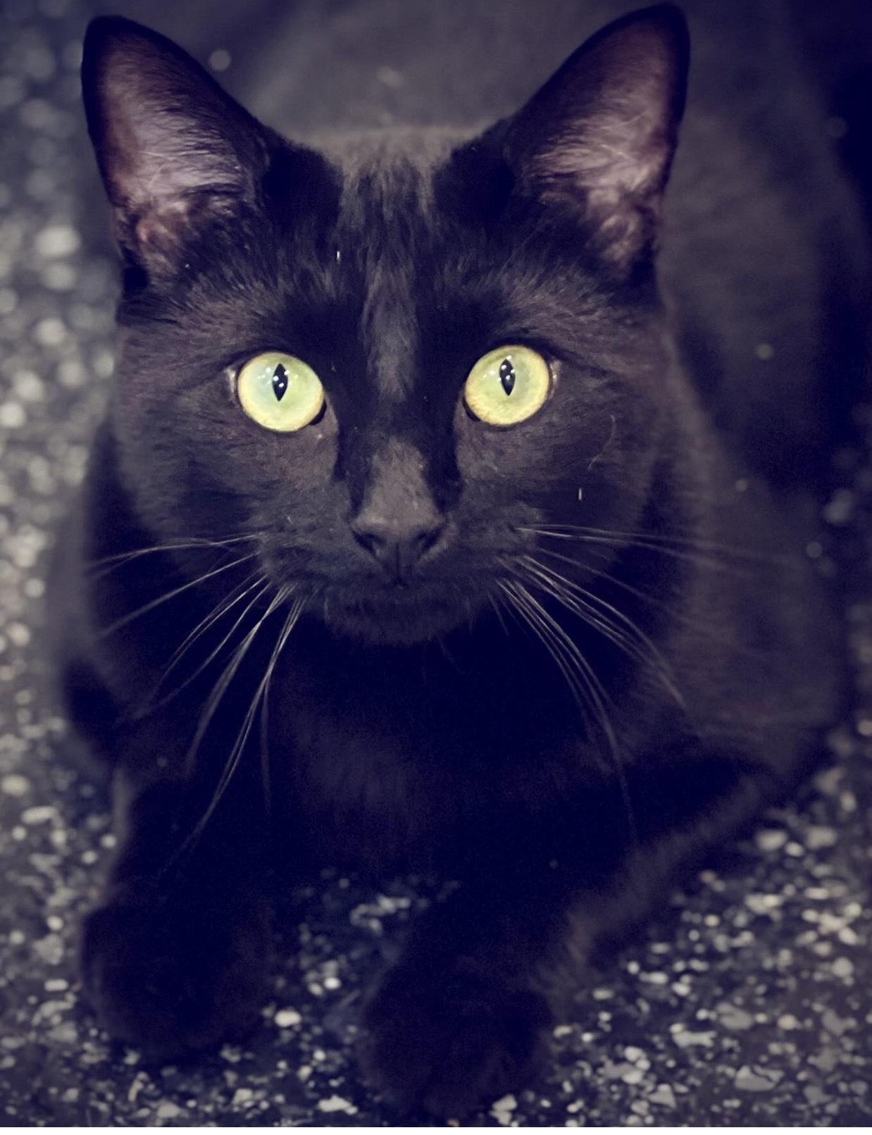 Midnighty, an adopted Domestic Short Hair in Waltham, MA image 1/3