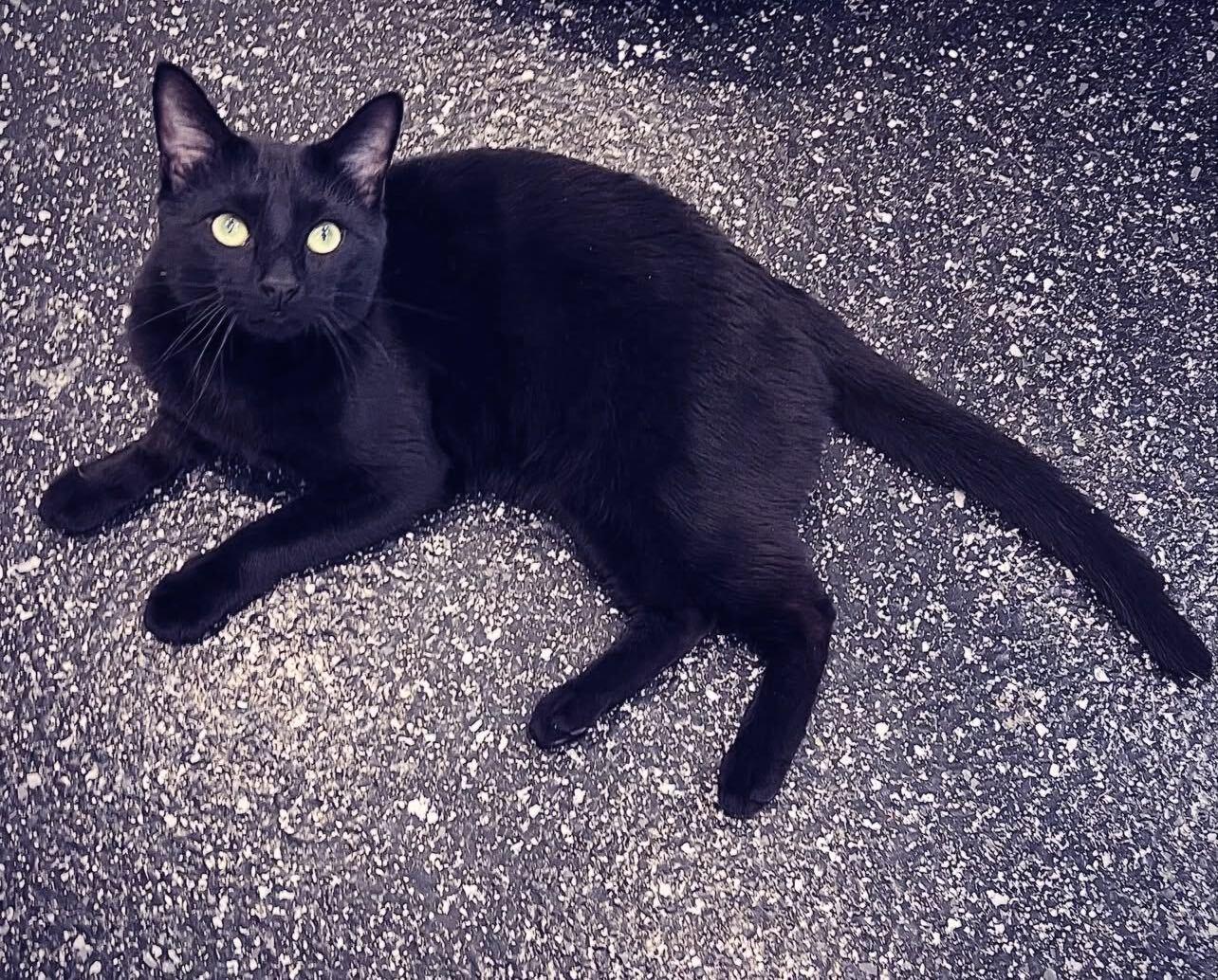 Midnighty, an adopted Domestic Short Hair in Waltham, MA image 2/3