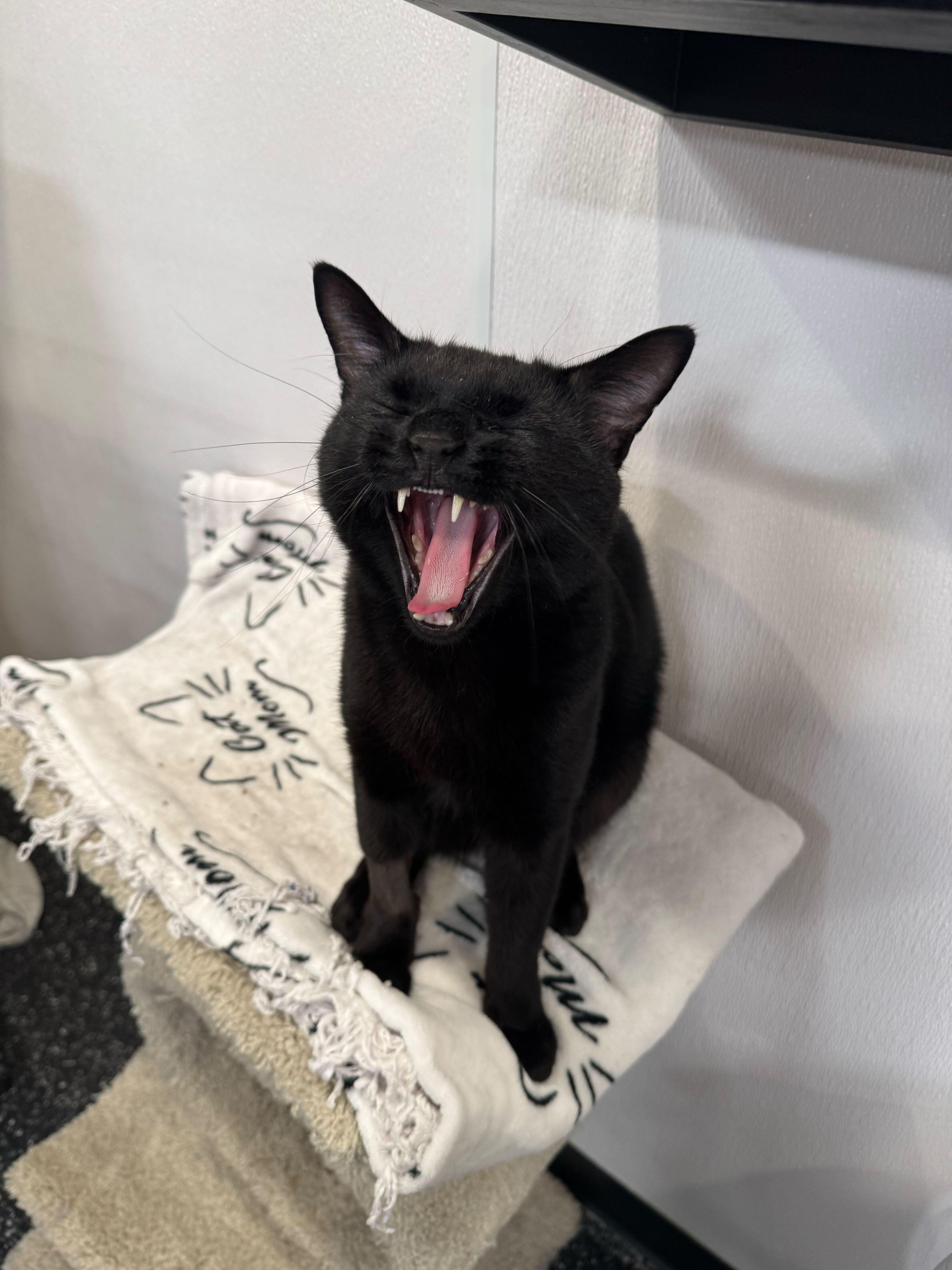Midnighty, an adopted Domestic Short Hair in Waltham, MA image 3/3