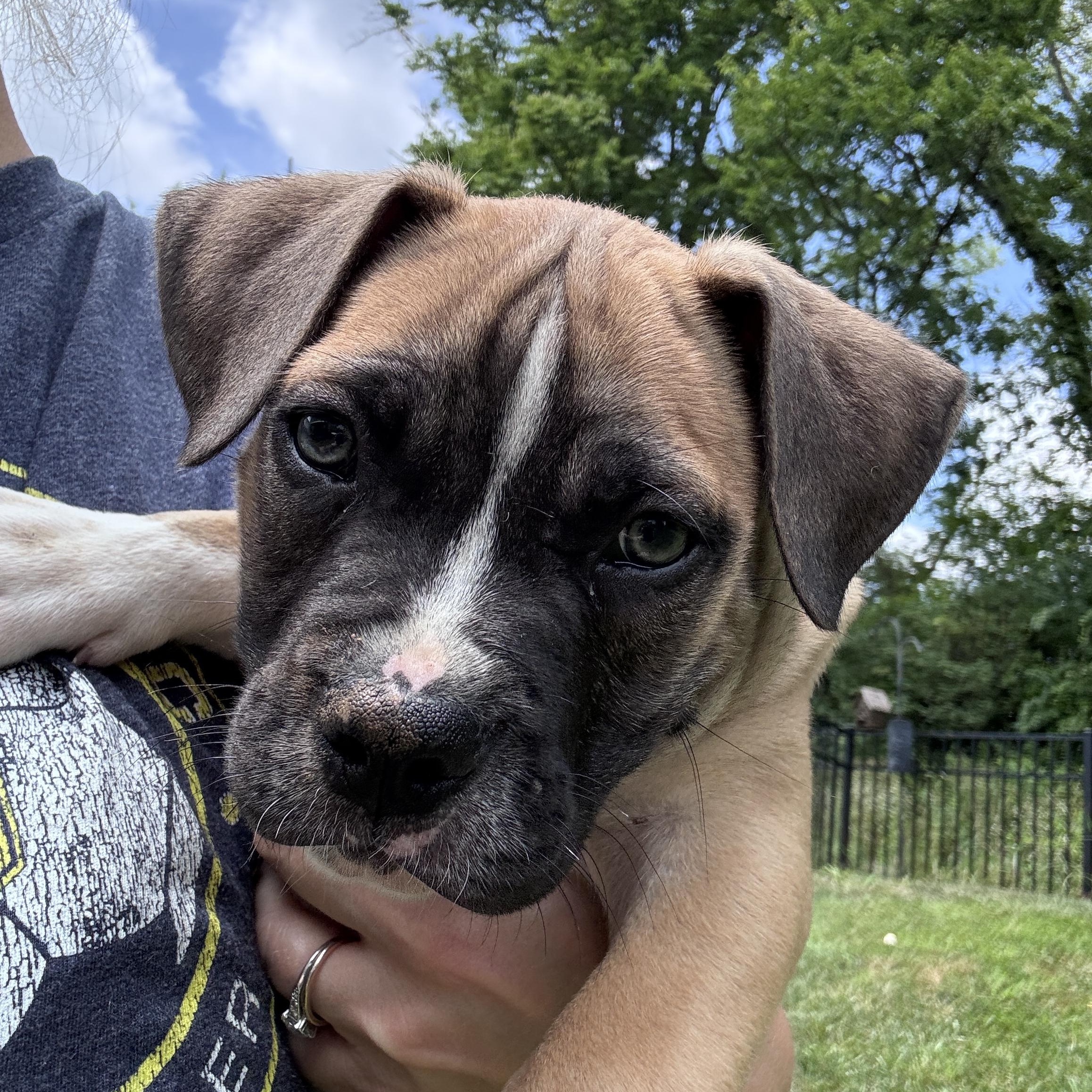 Mickey, adopted, Puppy Male American Bulldog.