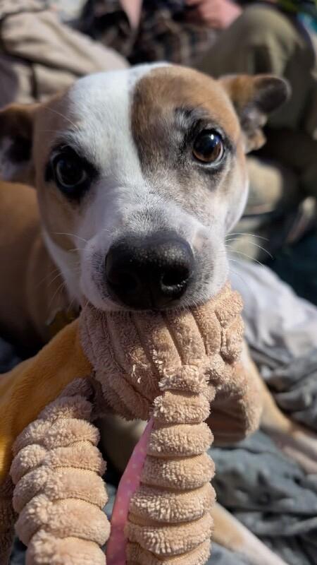 Bambi is ready to learn all the cool tricks!