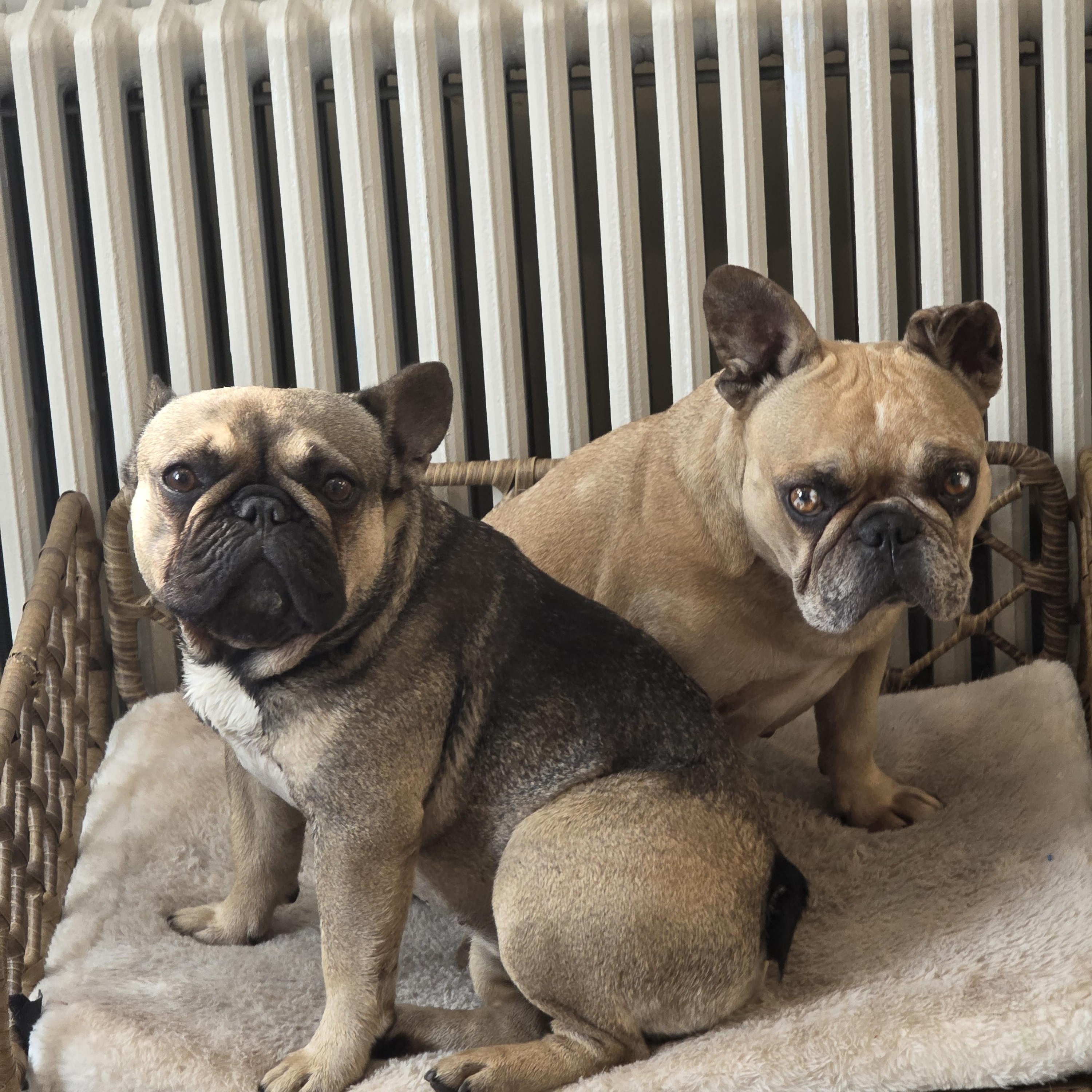 Isabella & Coco, a ADOPTABLE French Bulldog in Stony Brook, NY image 1/2