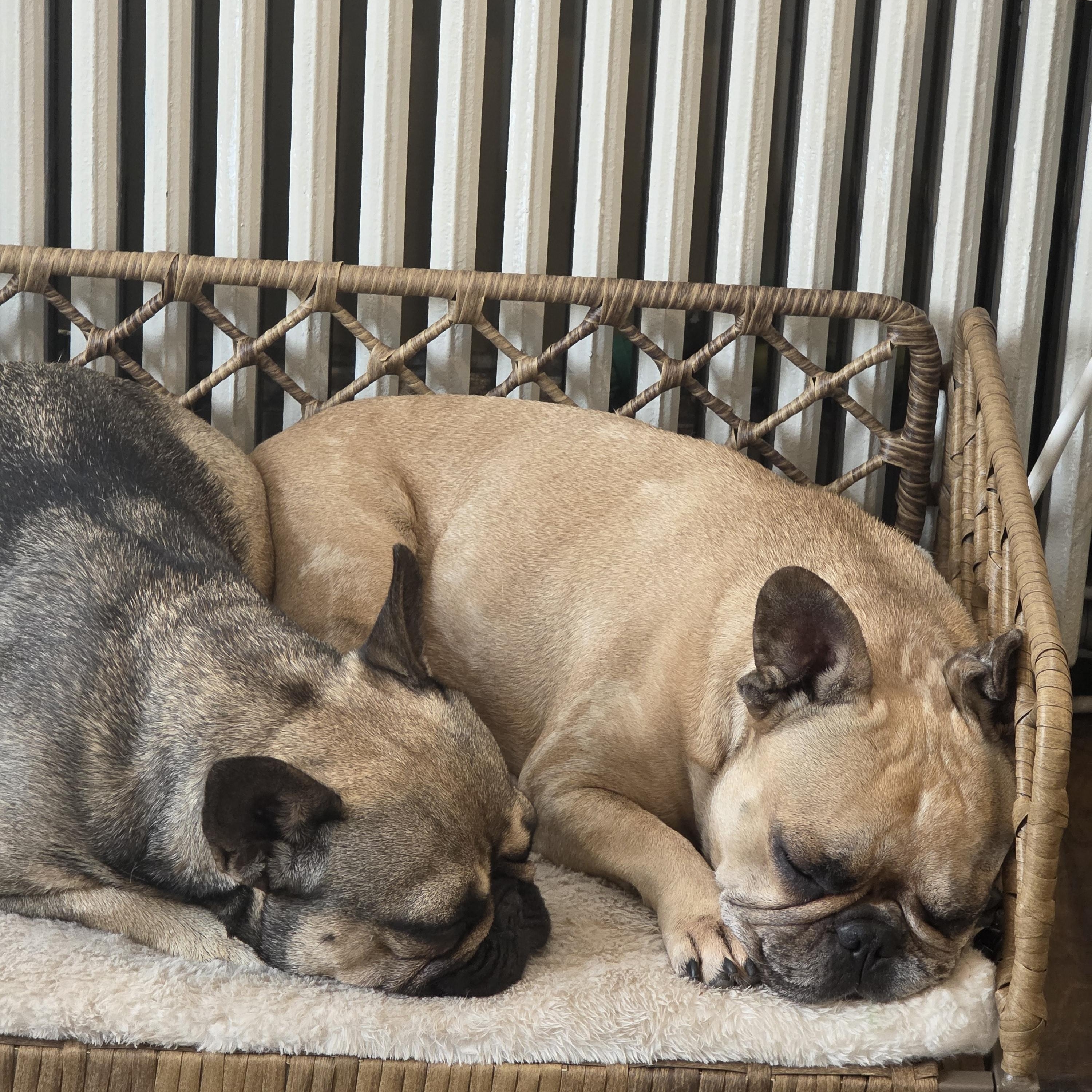 Isabella & Coco, a ADOPTABLE French Bulldog in Stony Brook, NY image 2/2