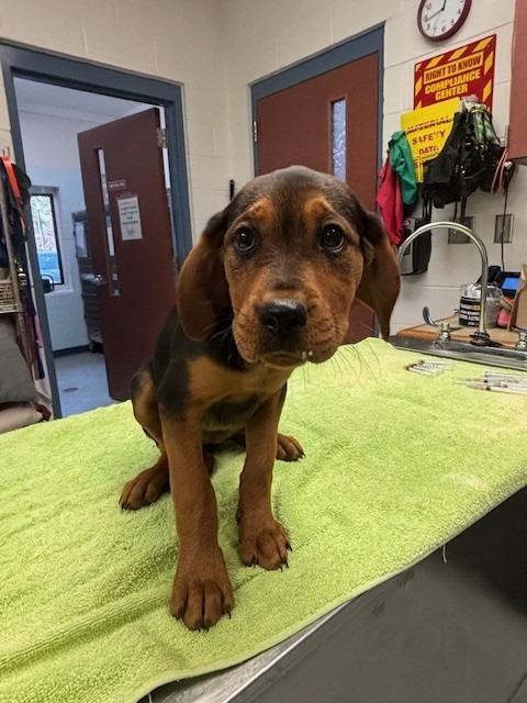 Enlarge GENESIS, a Adoptable mixed breed in Warrenton, NC image 1/1