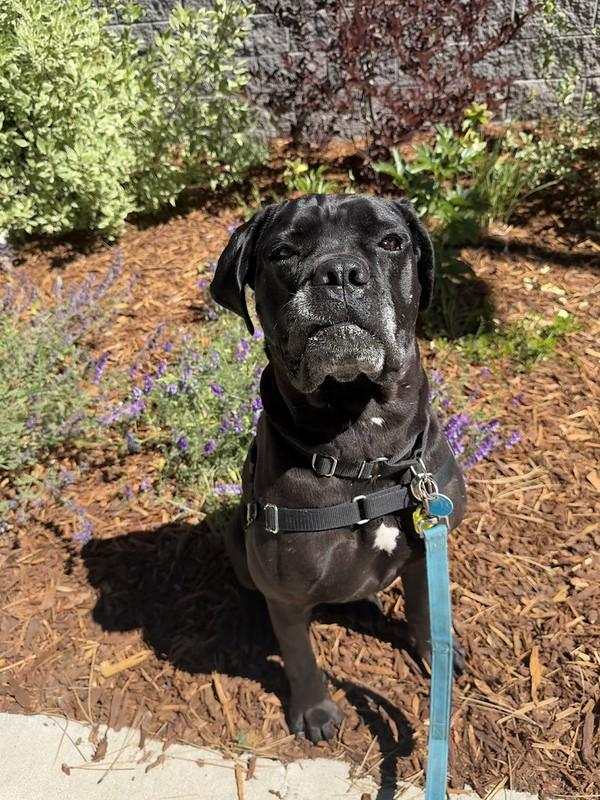 Cee cee, an adoptable Mixed Breed in Truckee, CA image 3/4