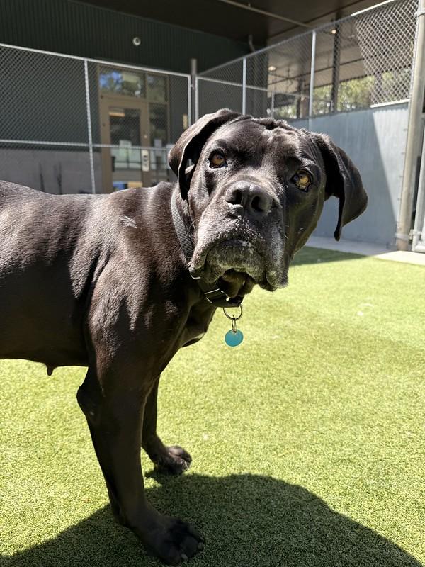 Cee cee, adoptable, Adult Female Mixed Breed.