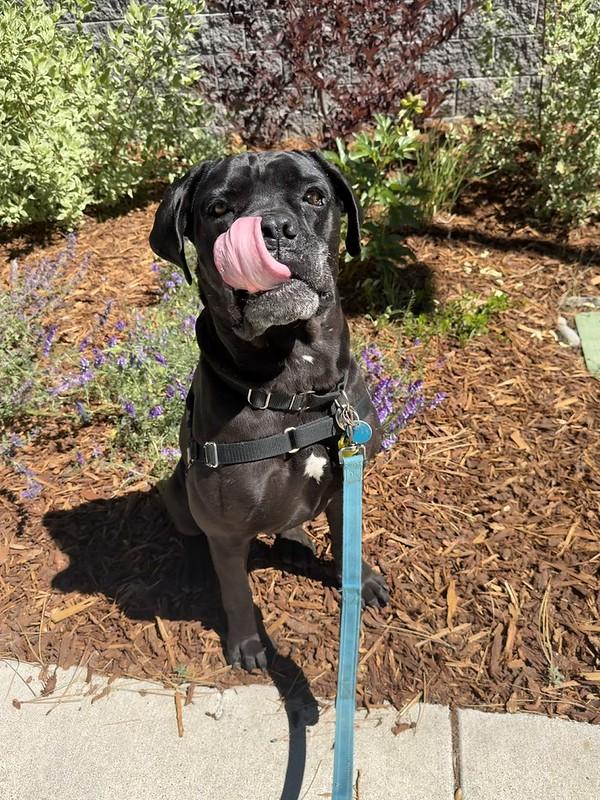 Cee cee, an adoptable Mixed Breed in Truckee, CA image 2/4