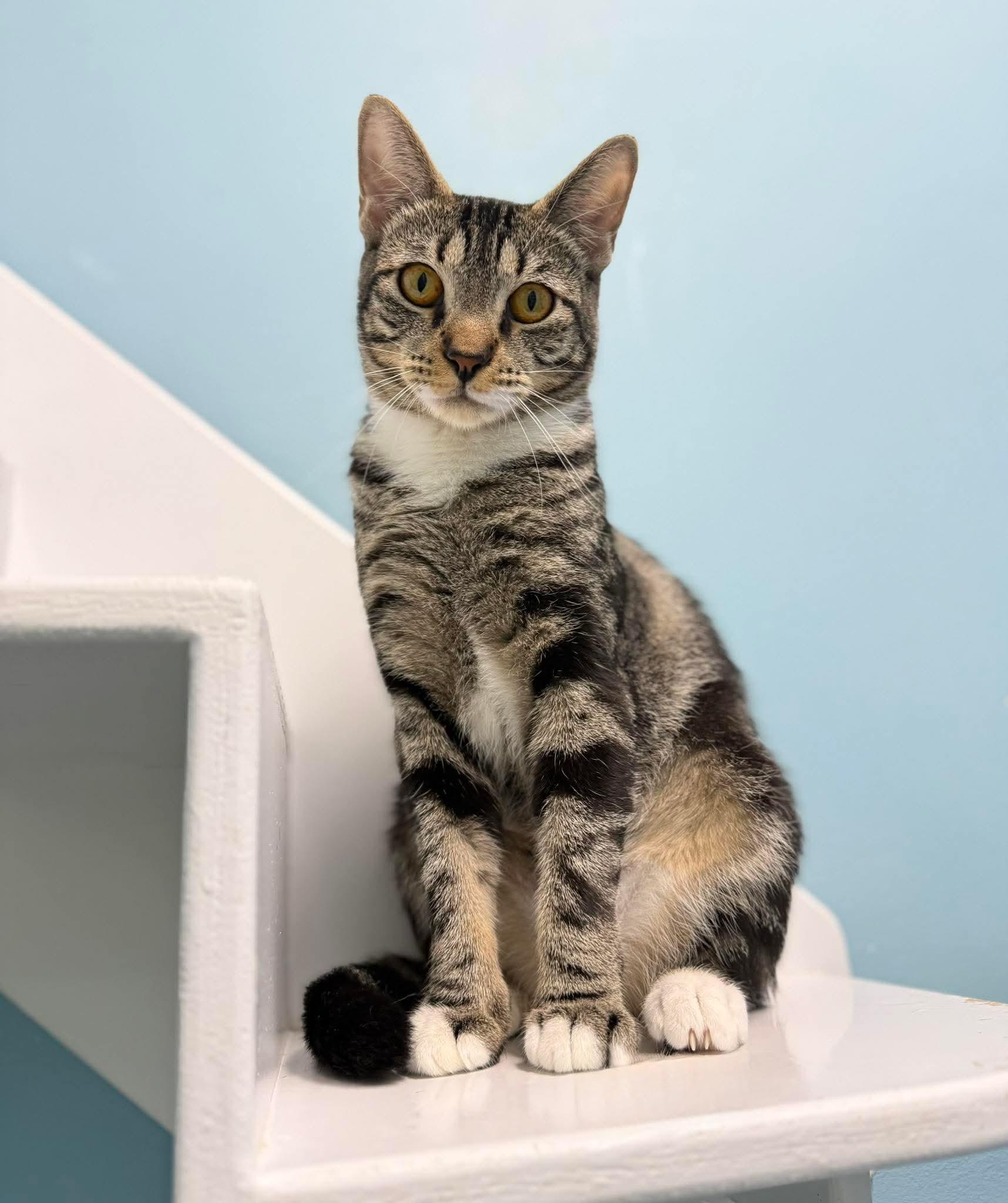 Primrose Domestic Short Hair Cat