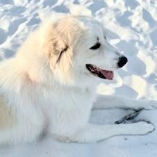 Enlarge Ivy, a Adoptable Great Pyrenees in Freeport, FL image 1/6
