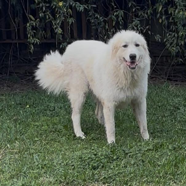 Enlarge Ivy, a Adoptable Great Pyrenees in Freeport, FL image 2/6