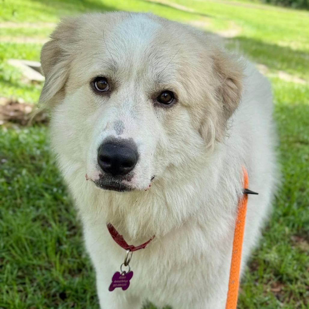 Enlarge Ivy, a Adoptable Great Pyrenees in Freeport, FL image 3/6