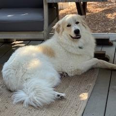 Enlarge Ivy, a Adoptable Great Pyrenees in Freeport, FL image 4/6